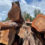 How Much To Remove Fallen Australian Pine Trees
