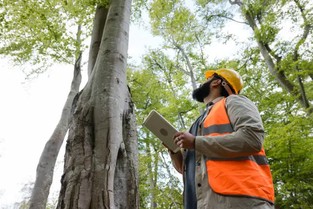How Much To Remove Fallen Trees